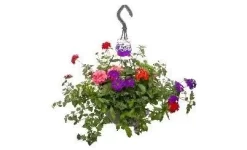 Festival Color- P27 Hangpot